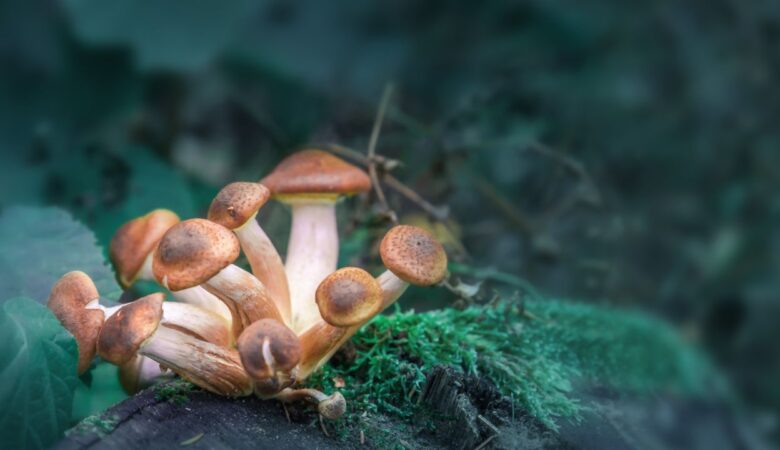 Top 10 Edible Mushrooms You Should Try: Exploring Delicious and Nutritious Fungi