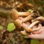 growing mushrooms