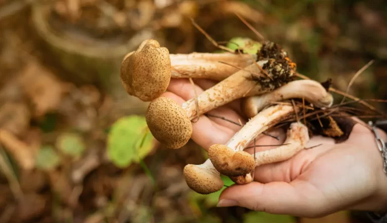 How to Grow Gourmet Mushrooms at Home: A Complete Guide