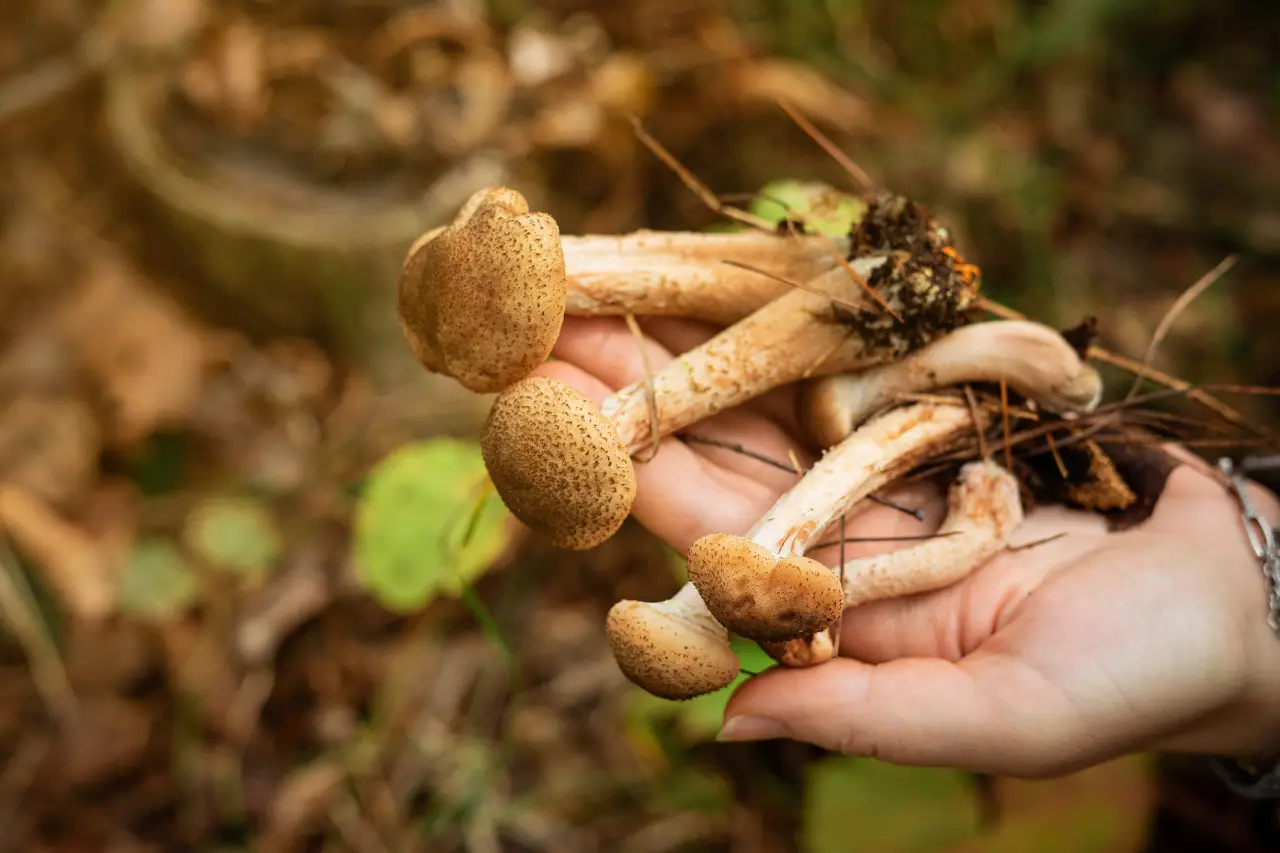 growing mushrooms