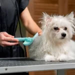 grooming dogs