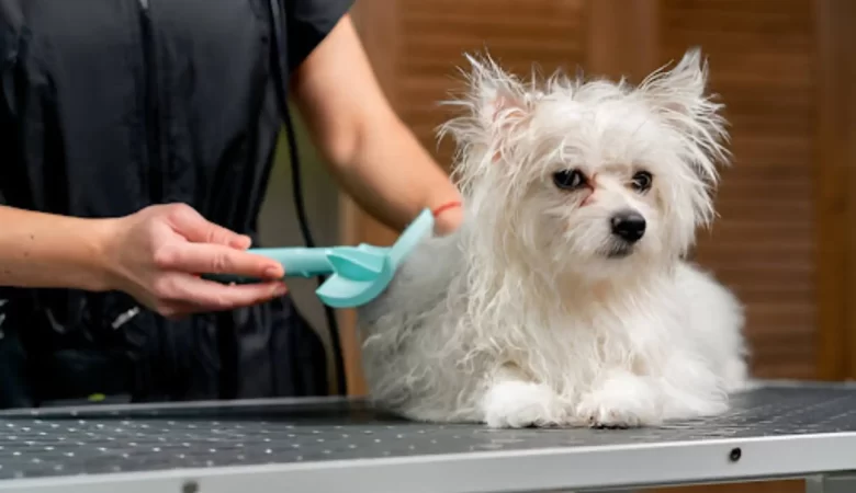 Soothing Skin Woes: A Guide to Grooming Dogs with Sensitive Skin