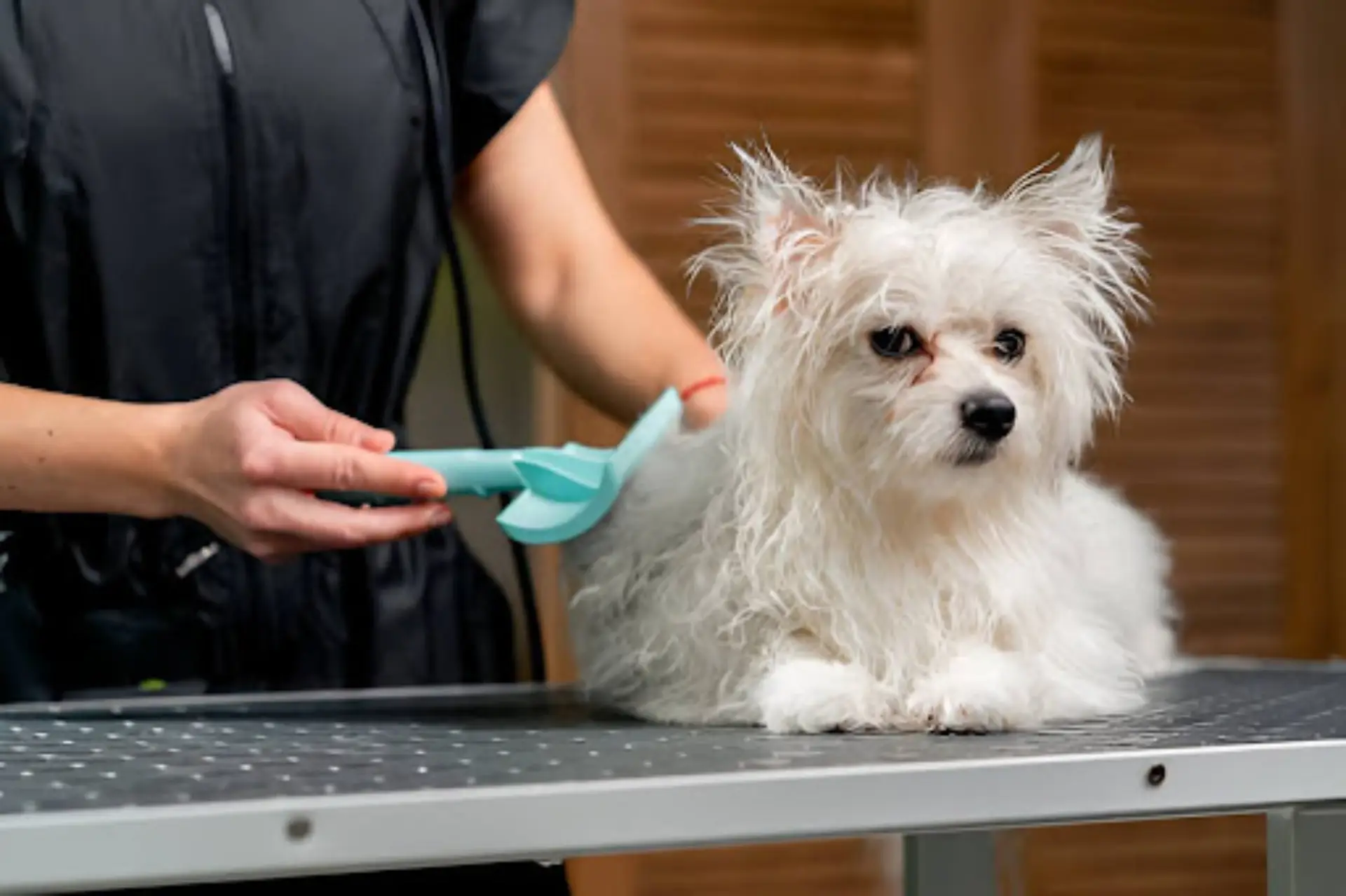 grooming dogs