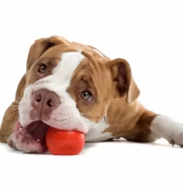 Why Every Dog Needs a Licking Toy for Stress Relief